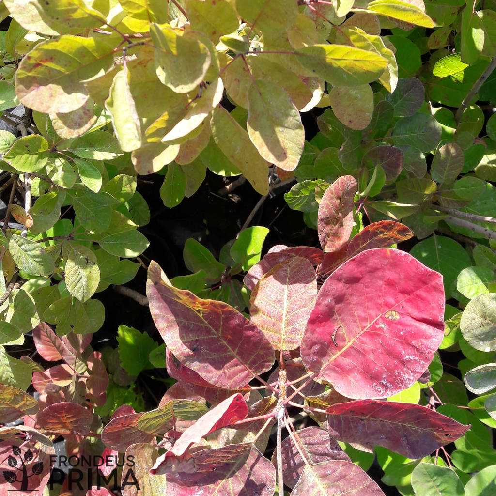 European smoketree seedling 